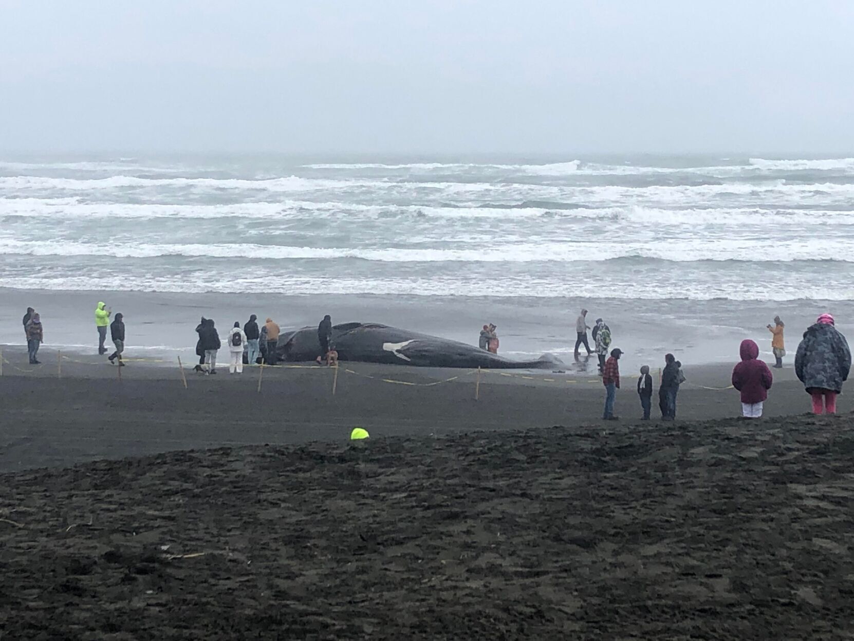 Photos: Whale washes ashore at Ft. Stevens State Park